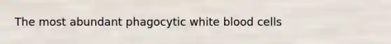 The most abundant phagocytic white blood cells