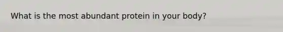 What is the most abundant protein in your body?