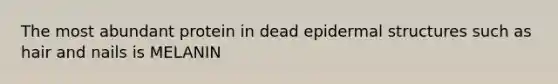 The most abundant protein in dead epidermal structures such as hair and nails is MELANIN