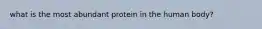 what is the most abundant protein in the human body?