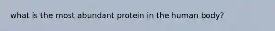 what is the most abundant protein in the human body?