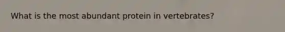 What is the most abundant protein in vertebrates?