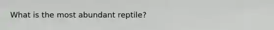 What is the most abundant reptile?