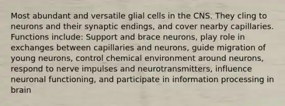 Most abundant and versatile glial cells in the CNS. They cling to neurons and their synaptic endings, and cover nearby capillaries. Functions include: Support and brace neurons, play role in exchanges between capillaries and neurons, guide migration of young neurons, control chemical environment around neurons, respond to nerve impulses and neurotransmitters, influence neuronal functioning, and participate in information processing in brain