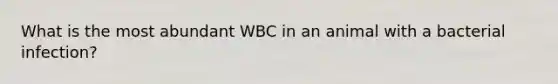 What is the most abundant WBC in an animal with a bacterial infection?