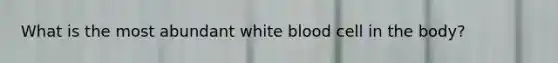 What is the most abundant white blood cell in the body?