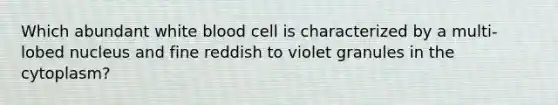 Which abundant white blood cell is characterized by a multi-lobed nucleus and fine reddish to violet granules in the cytoplasm?