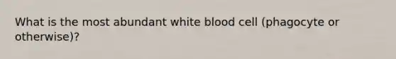 What is the most abundant white blood cell (phagocyte or otherwise)?