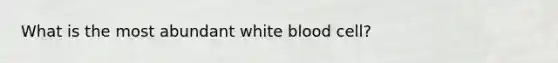 What is the most abundant white blood cell?