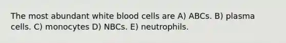 The most abundant white blood cells are A) ABCs. B) plasma cells. C) monocytes D) NBCs. E) neutrophils.