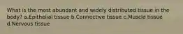 What is the most abundant and widely distributed tissue in the body? a.Epithelial tissue b.Connective tissue c.Muscle tissue d.Nervous tissue