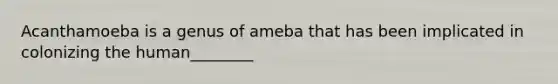 Acanthamoeba is a genus of ameba that has been implicated in colonizing the human________