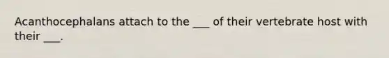 Acanthocephalans attach to the ___ of their vertebrate host with their ___.