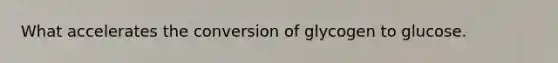 What accelerates the conversion of glycogen to glucose.