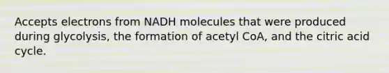 Accepts electrons from NADH molecules that were produced during glycolysis, the formation of acetyl CoA, and the citric acid cycle.