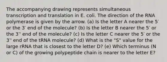 The accompanying drawing represents simultaneous transcription and translation in E. coli. The direction of the RNA polymerase is given by the arrow. (a) Is the letter A nearer the 5′ or the 3′ end of the molecule? (b) Is the letter B nearer the 5′ or the 3′' end of the molecule? (c) Is the letter C nearer the 5′ or the 3′' end of the tRNA molecule? (d) What is the "S" value for the large rRNA that is closest to the letter D? (e) Which terminus (N or C) of the growing polypeptide chain is nearer to the letter E?