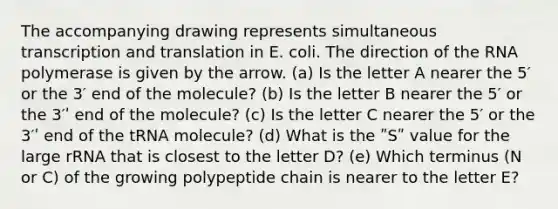 The accompanying drawing represents simultaneous <a href='https://www.questionai.com/knowledge/kWsjwWywkN-transcription-and-translation' class='anchor-knowledge'>transcription and translation</a> in E. coli. The direction of the RNA polymerase is given by the arrow. (a) Is the letter A nearer the 5′ or the 3′ end of the molecule? (b) Is the letter B nearer the 5′ or the 3′ʹ end of the molecule? (c) Is the letter C nearer the 5′ or the 3′ʹ end of the tRNA molecule? (d) What is the ʺSʺ value for the large rRNA that is closest to the letter D? (e) Which terminus (N or C) of the growing polypeptide chain is nearer to the letter E?