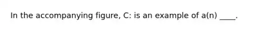 In the accompanying figure, C: is an example of a(n) ____.