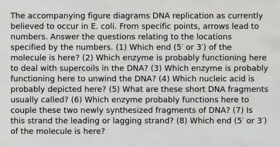 The accompanying figure diagrams <a href='https://www.questionai.com/knowledge/kofV2VQU2J-dna-replication' class='anchor-knowledge'>dna replication</a> as currently believed to occur in E. coli. From specific points, arrows lead to numbers. Answer the questions relating to the locations specified by the numbers. (1) Which end (5′ or 3′) of the molecule is here? (2) Which enzyme is probably functioning here to deal with supercoils in the DNA? (3) Which enzyme is probably functioning here to unwind the DNA? (4) Which nucleic acid is probably depicted here? (5) What are these short DNA fragments usually called? (6) Which enzyme probably functions here to couple these two newly synthesized fragments of DNA? (7) Is this strand the leading or lagging strand? (8) Which end (5′ or 3′) of the molecule is here?