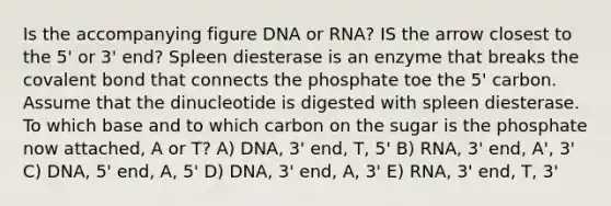 Is the accompanying figure DNA or RNA? IS the arrow closest to the 5' or 3' end? Spleen diesterase is an enzyme that breaks the covalent bond that connects the phosphate toe the 5' carbon. Assume that the dinucleotide is digested with spleen diesterase. To which base and to which carbon on the sugar is the phosphate now attached, A or T? A) DNA, 3' end, T, 5' B) RNA, 3' end, A', 3' C) DNA, 5' end, A, 5' D) DNA, 3' end, A, 3' E) RNA, 3' end, T, 3'