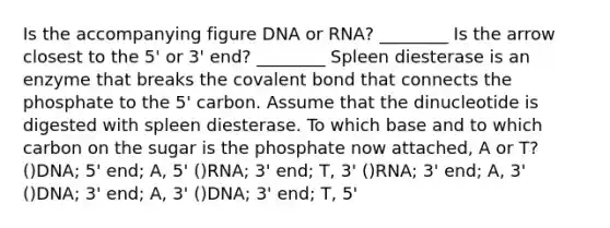 Is the accompanying figure DNA or RNA? ________ Is the arrow closest to the 5' or 3' end? ________ Spleen diesterase is an enzyme that breaks the covalent bond that connects the phosphate to the 5' carbon. Assume that the dinucleotide is digested with spleen diesterase. To which base and to which carbon on the sugar is the phosphate now attached, A or T? ()DNA; 5' end; A, 5' ()RNA; 3' end; T, 3' ()RNA; 3' end; A, 3' ()DNA; 3' end; A, 3' ()DNA; 3' end; T, 5'