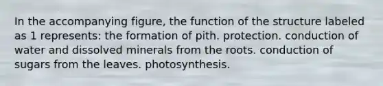 In the accompanying figure, the function of the structure labeled as 1 represents: the formation of pith. protection. conduction of water and dissolved minerals from the roots. conduction of sugars from the leaves. photosynthesis.