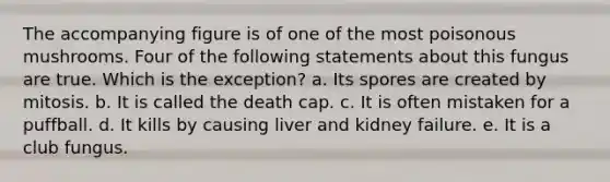 The accompanying figure is of one of the most poisonous mushrooms. Four of the following statements about this fungus are true. Which is the exception? a. Its spores are created by mitosis. b. It is called the death cap. c. It is often mistaken for a puffball. d. It kills by causing liver and kidney failure. e. It is a club fungus.