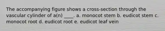 The accompanying figure shows a cross-section through the vascular cylinder of a(n) ____. a. monocot stem b. eudicot stem c. monocot root d. eudicot root e. eudicot leaf vein
