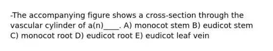 -The accompanying figure shows a cross-section through the vascular cylinder of a(n)____. A) monocot stem B) eudicot stem C) monocot root D) eudicot root E) eudicot leaf vein