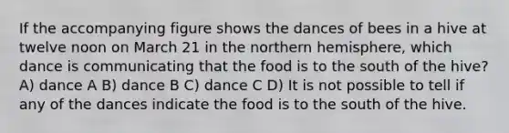 If the accompanying figure shows the dances of bees in a hive at twelve noon on March 21 in the northern hemisphere, which dance is communicating that the food is to the south of the hive? A) dance A B) dance B C) dance C D) It is not possible to tell if any of the dances indicate the food is to the south of the hive.