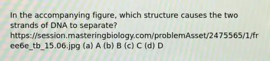 In the accompanying figure, which structure causes the two strands of DNA to separate? https://session.masteringbiology.com/problemAsset/2475565/1/free6e_tb_15.06.jpg (a) A (b) B (c) C (d) D