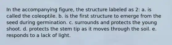 In the accompanying figure, the structure labeled as 2: a. is called the coleoptile. b. is the first structure to emerge from the seed during germination. c. surrounds and protects the young shoot. d. protects the stem tip as it moves through the soil. e. responds to a lack of light.