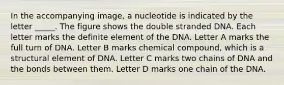 In the accompanying image, a nucleotide is indicated by the letter _____. The figure shows the double stranded DNA. Each letter marks the definite element of the DNA. Letter A marks the full turn of DNA. Letter B marks chemical compound, which is a structural element of DNA. Letter C marks two chains of DNA and the bonds between them. Letter D marks one chain of the DNA.