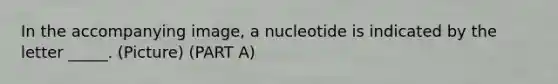 In the accompanying image, a nucleotide is indicated by the letter _____. (Picture) (PART A)