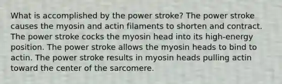 What is accomplished by the power stroke? The power stroke causes the myosin and actin filaments to shorten and contract. The power stroke cocks the myosin head into its high-energy position. The power stroke allows the myosin heads to bind to actin. The power stroke results in myosin heads pulling actin toward the center of the sarcomere.