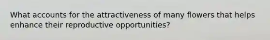 What accounts for the attractiveness of many flowers that helps enhance their reproductive opportunities?