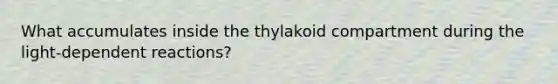 What accumulates inside the thylakoid compartment during the light-dependent reactions?