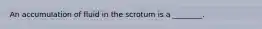 An accumulation of fluid in the scrotum is a ________.