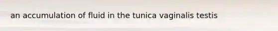 an accumulation of fluid in the tunica vaginalis testis