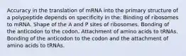 Accuracy in the translation of mRNA into the primary structure of a polypeptide depends on specificity in the: Binding of ribosomes to mRNA. Shape of the A and P sites of ribosomes. Bonding of the anticodon to the codon. Attachment of amino acids to tRNAs. Bonding of the anticodon to the codon and the attachment of amino acids to tRNAs.