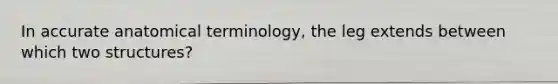 In accurate anatomical terminology, the leg extends between which two structures?