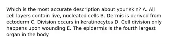 Which is the most accurate description about your skin? A. All cell layers contain live, nucleated cells B. Dermis is derived from ectoderm C. Division occurs in keratinocytes D. Cell division only happens upon wounding E. The epidermis is the fourth largest organ in the body