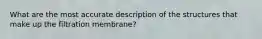 What are the most accurate description of the structures that make up the filtration membrane?