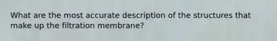 What are the most accurate description of the structures that make up the filtration membrane?