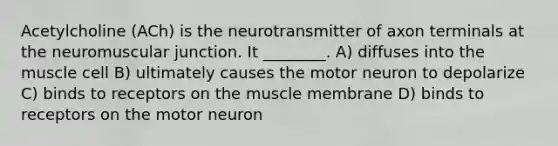 Acetylcholine (ACh) is the neurotransmitter of axon terminals at the neuromuscular junction. It ________. A) diffuses into the muscle cell B) ultimately causes the motor neuron to depolarize C) binds to receptors on the muscle membrane D) binds to receptors on the motor neuron