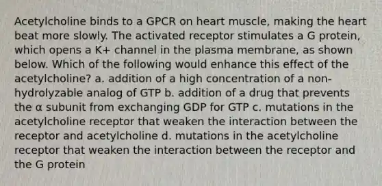 Acetylcholine binds to a GPCR on heart muscle, making the heart beat more slowly. The activated receptor stimulates a G protein, which opens a K+ channel in the plasma membrane, as shown below. Which of the following would enhance this effect of the acetylcholine? a. addition of a high concentration of a non-hydrolyzable analog of GTP b. addition of a drug that prevents the α subunit from exchanging GDP for GTP c. mutations in the acetylcholine receptor that weaken the interaction between the receptor and acetylcholine d. mutations in the acetylcholine receptor that weaken the interaction between the receptor and the G protein