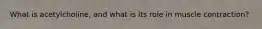 What is acetylcholine, and what is its role in muscle contraction?