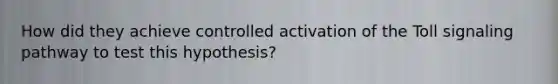 How did they achieve controlled activation of the Toll signaling pathway to test this hypothesis?