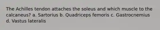 The Achilles tendon attaches the soleus and which muscle to the calcaneus? a. Sartorius b. Quadriceps femoris c. Gastrocnemius d. Vastus lateralis