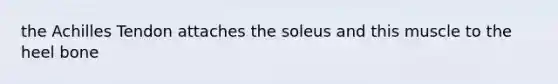 the Achilles Tendon attaches the soleus and this muscle to the heel bone